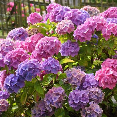 National Plant Network 2 gal. Hydrangea All Summer Beauty Shrub with Pink or Blue Flowers