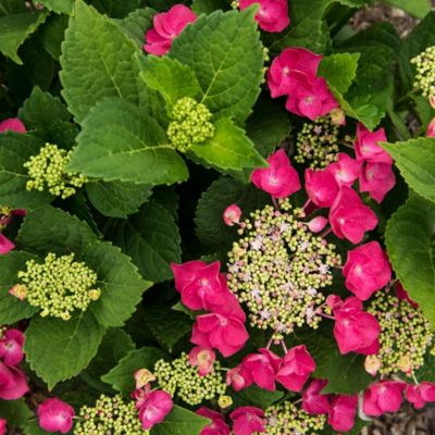 Image showing  2 gal. Hydrangea Cherry Explosion Shrub with Pink Flowers