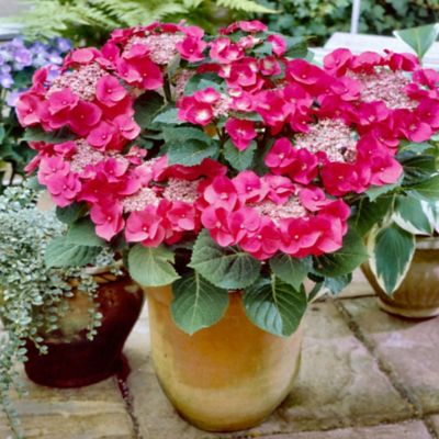 Image showing  2 gal. Hydrangea Cherry Explosion Shrub with Pink Flowers