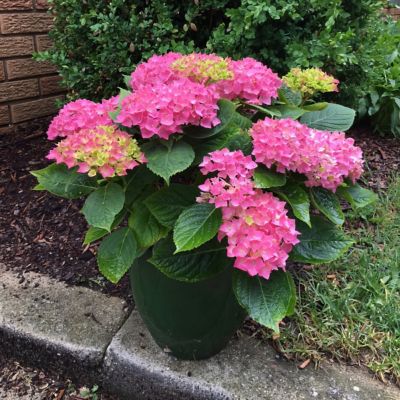Image showing  2 gal. Potted Pink/Green Hydrangea Lime Lovebird Shrub Bush with Flowers