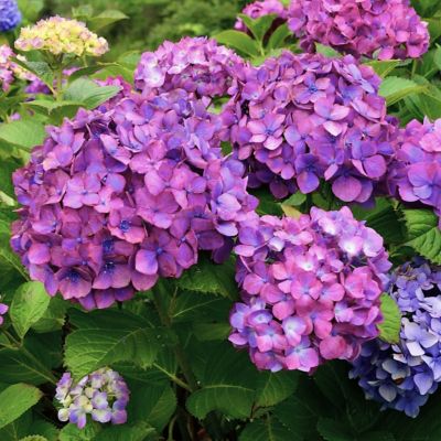 Image showing  2 gal. Potted Pink/Green Hydrangea Lime Lovebird Shrub Bush with Flowers