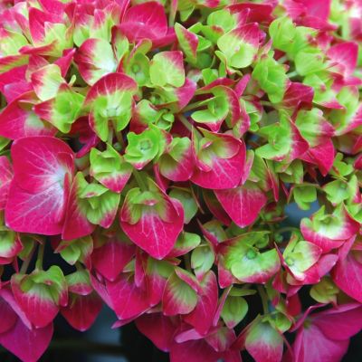 Image showing  2 gal. Potted Pink/Green Hydrangea Lime Lovebird Shrub Bush with Flowers