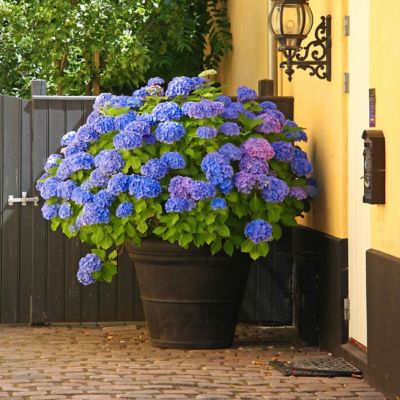 Image showing  2 gal. Hydrangea Nikko Blue Shrub with Blue Flowers