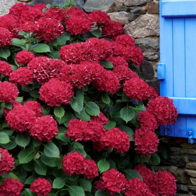 Image showing  3 gal. Potted Red Hydrangea Red Beauty Shrub Bush with Flowers
