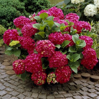 Image showing  3 gal. Potted Red Hydrangea Red Beauty Shrub Bush with Flowers