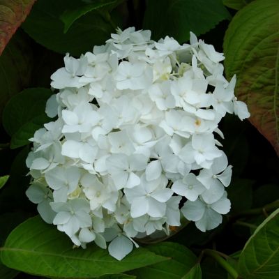 Image showing  3 gal. Hydrangea Snow Storm Shrub with White Flowers