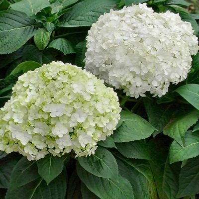 Image showing  3 gal. Hydrangea Snow Storm Shrub with White Flowers