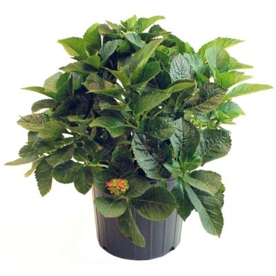 National Plant Network 2 gal. Hydrangea Violet Crown Shrub with Purple Flowers