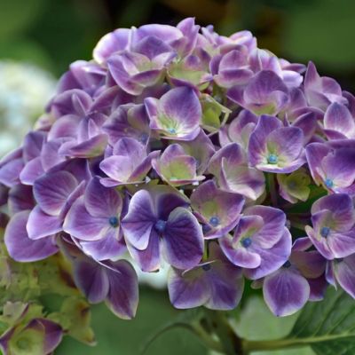 Image showing  2 gal. Hydrangea Violet Crown Shrub with Purple Flowers
