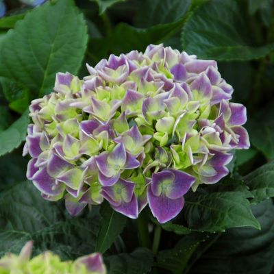 Image showing  2 gal. Hydrangea Violet Crown Shrub with Purple Flowers
