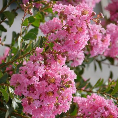 National Plant Network 3 gal. Crape Myrtle Bellini Guava Shrub with Pink Flowers