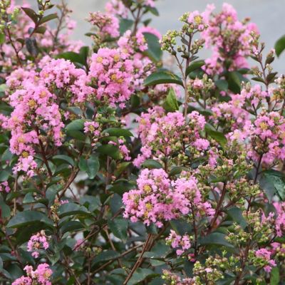 Image showing  3 gal. Crape Myrtle Bellini Guava Shrub with Pink Flowers