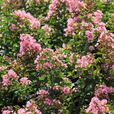 Image showing  3 gal. Crape Myrtle Bellini Guava Shrub with Pink Flowers