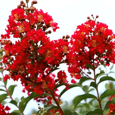 National Plant Network 3 gal. Crape Myrtle Bellini Strawberry Shrub with Red Flowers