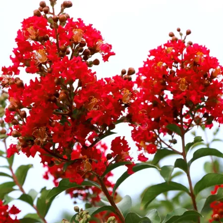 National Plant Network 3 gal Crape Myrtle Bellini Strawberry Shrub with Red Flowers Bushes