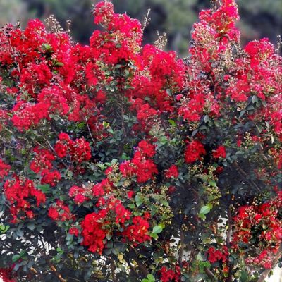 Image showing  3 gal. Crape Myrtle Bellini Strawberry Shrub with Red Flowers