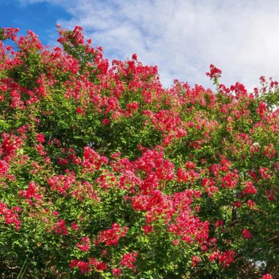 Image showing  3 gal. Crape Myrtle Bellini Strawberry Shrub with Red Flowers