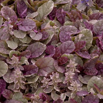 National Plant Network 4 in. Ajuga Burgundy Glow Perennial Plant (3-Pack)