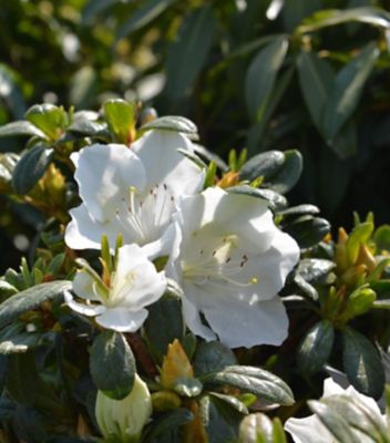 National Plant Network 2 gal. Azalea Girards Pleasant White