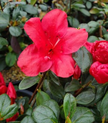 National Plant Network 2 gal. Azalea Kaempferi Johanna
