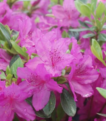 National Plant Network 2 gal. Azalea Karen