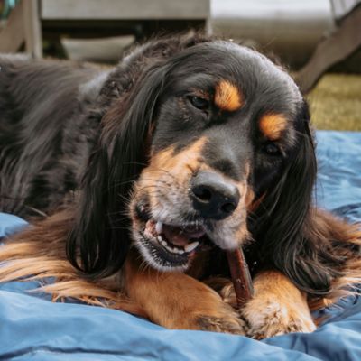 Image showing  6 in. Smoked Collagen Sticks, 4 ct.