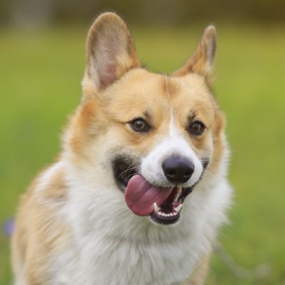 Image showing  Smoked Crunchable Sticks, Large, 7 ct.