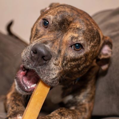 Image showing  Smoked Yak Cheese Dog Treat, Large