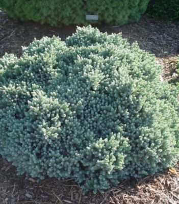 National Plant Network 2 gal. Juniperus Blue Star
