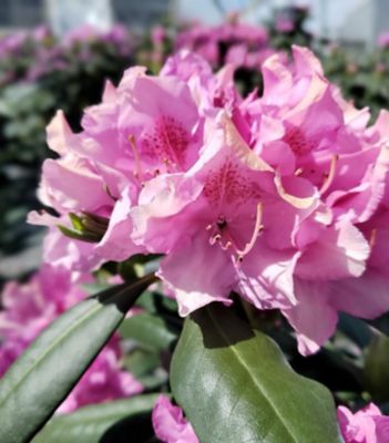 National Plant Network 2 gal. Rhododendron Roseum Elegans