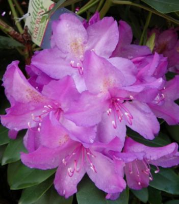 National Plant Network 2 gal. Rhododendron Boursault