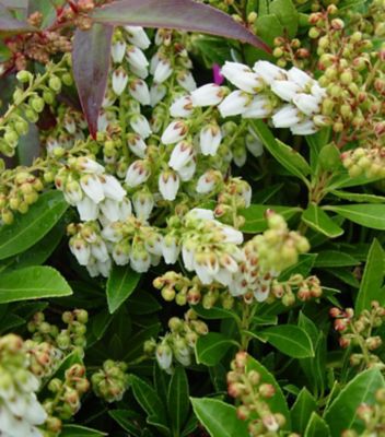 National Plant Network 2 gal. Pieris Cavatine