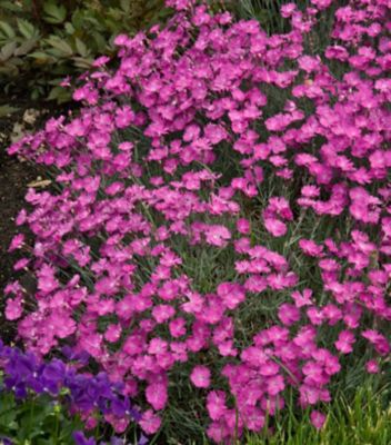 National Plant Network 1 gal. Dianthus Firewitch