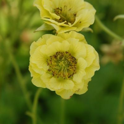 National Plant Network 1 gal. Geum Banana Daiquiri