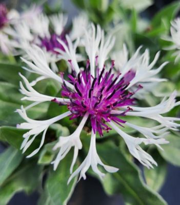 National Plant Network 1 gal. Centaurea Amethyst In Snow