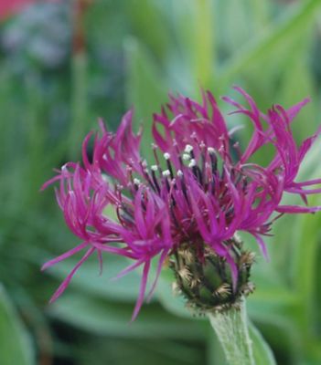 National Plant Network 1 gal. Centaurea Amethyst Dream