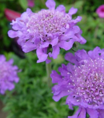 National Plant Network 1 gal. Scabiosa Butterfly Blue