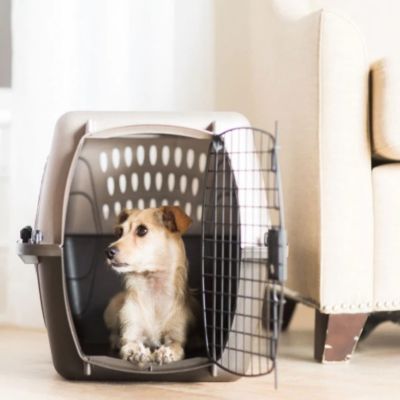 Image showing  2-Door Top-Load Plastic Pet Kennel for Pets Up to 15 lb., 16.5 in.