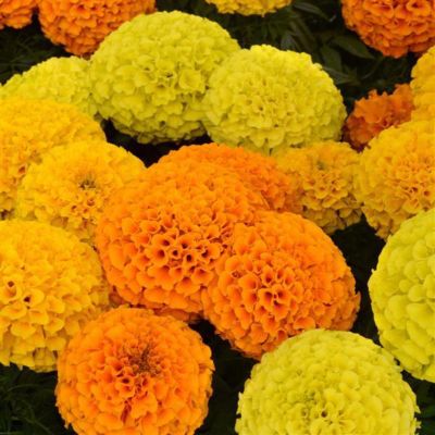 Annual Plants, 6 pc.