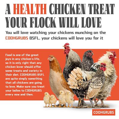 Image showing  Premium Grade Dried Black Soldier Fly Larvae Chicken Treats, Tasty and Healthy Snacks for Hens Ducks