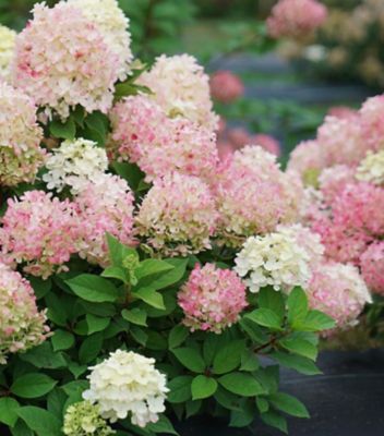 Proven Winners 2 gal. Hydrangea Fire Light Tidbit