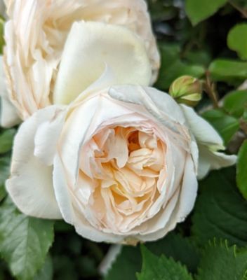 Bloomables 2 gal. Rose Bolero