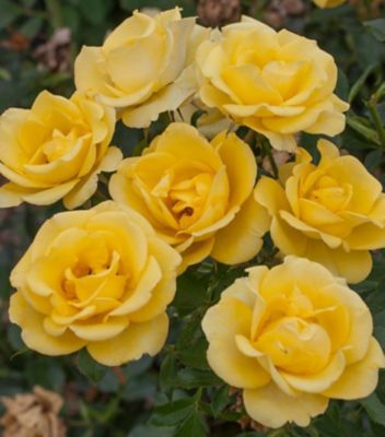Bloomables 2 gal. Rose Guilded Sun