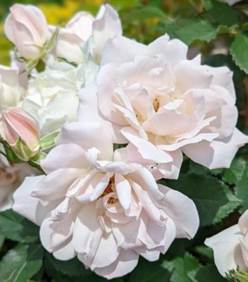 Bloomables 2 gal. Rose Icecap