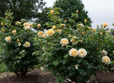 Bloomables 2 gal. Rose Moolight Romantica