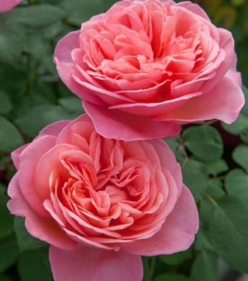 Bloomables 2 gal. Rose Sweet Mademoiselle