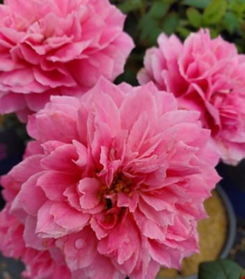 True Bloom 2 gal. Rose True Inspiration