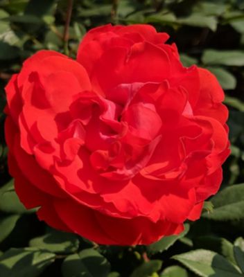 True Bloom 2 gal. Rose True Passion