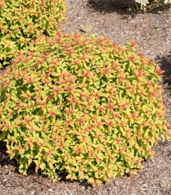 Bloomin' Easy 2 gal. Spirea Rainbow Fizz