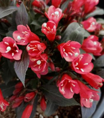 Bloomin' Easy 2 gal. Weigela Electric Love